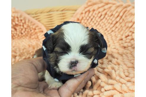 成約済の埼玉県のその他の犬種-103657